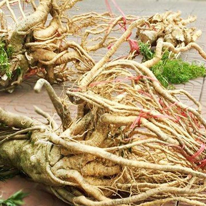 [HCM]Củ đinh lăng tươi (củ 1-1.3kg)