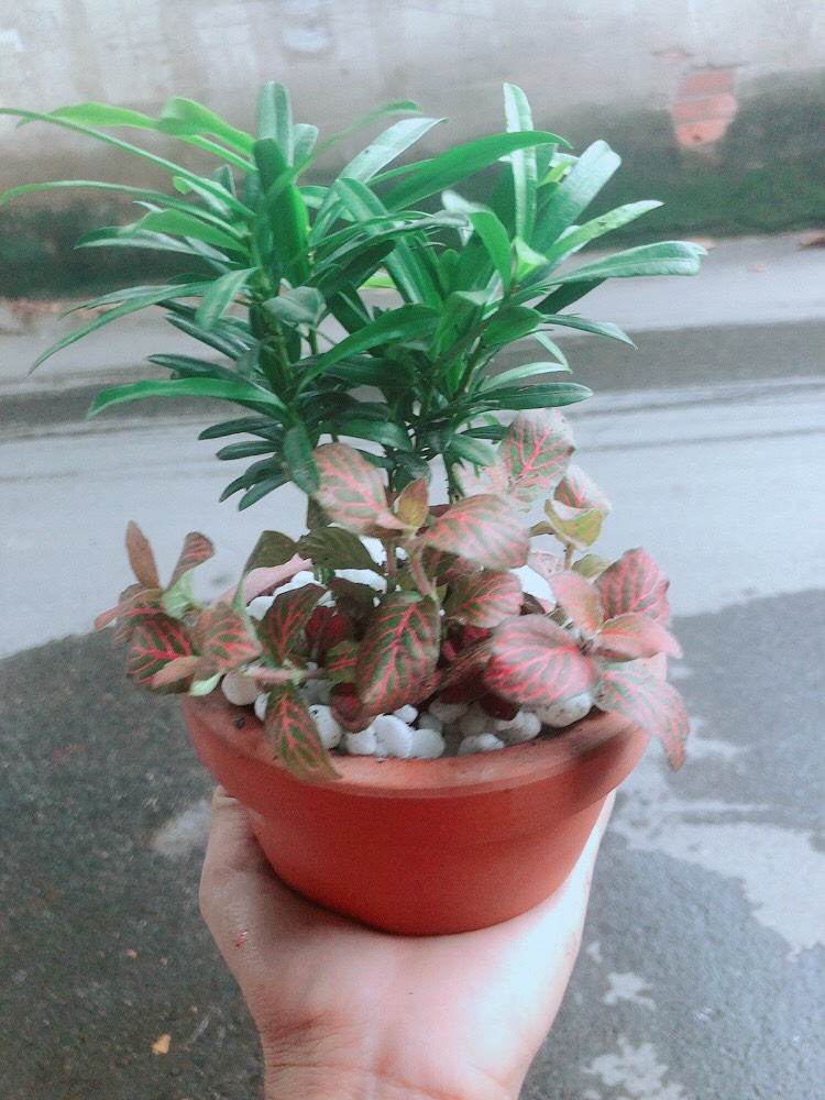 Chậu Tùng Vạn Niên+Cẩm Nhung (cây lá may mắn)