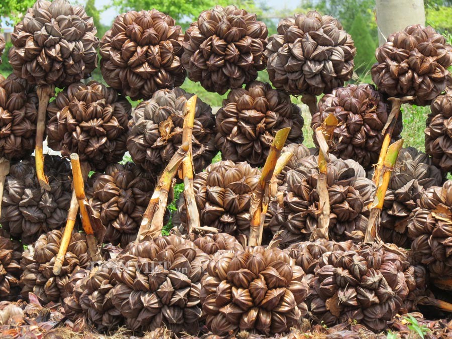 Mật Dừa Nước Cô Đặc - VIETNIPA - Chai 150g