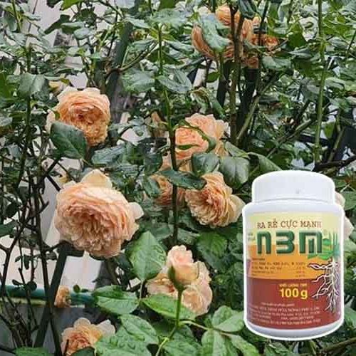 Kích thích ra rễ cực mạnh N3M 100g