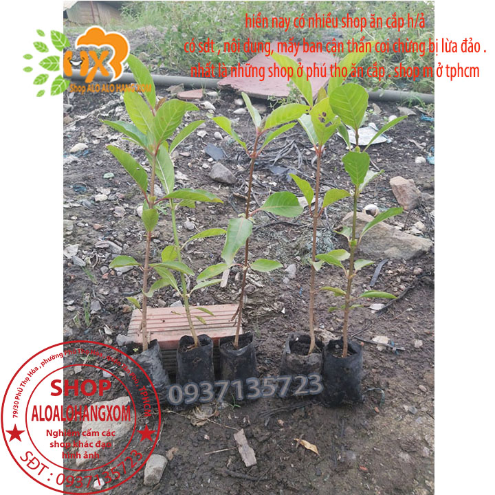 [HCM]COMBO 5 CÂY GÁO  VÀNG -CÂY GIỐNG