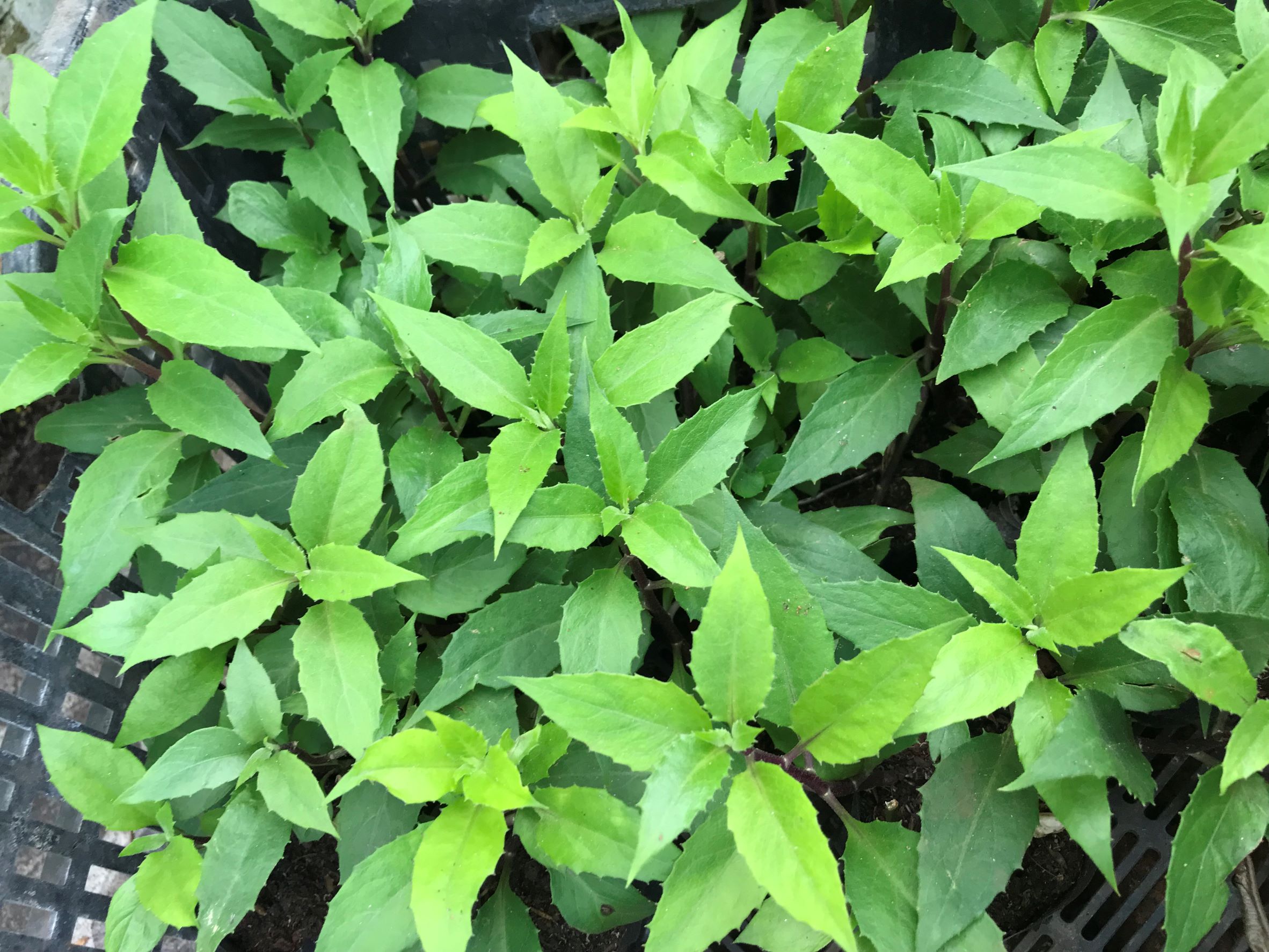 Cây giống rau Lủi ( Rau Rừng)