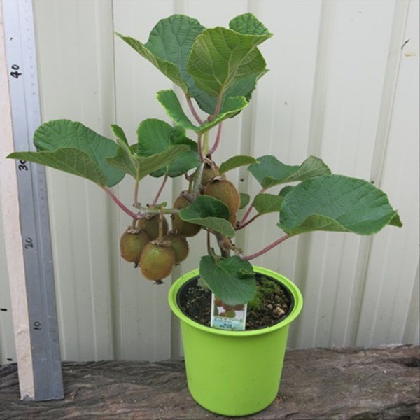 Hạt Giống Kiwi - 30 Hạt