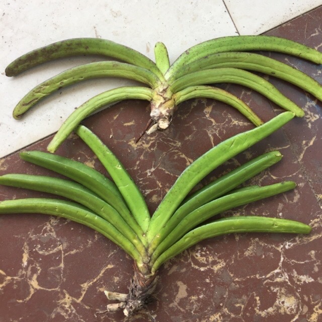 combo xả giàn 2 cây sóc lào