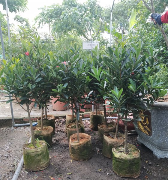CÂY HOA đỗ quyên- giống chuẩn