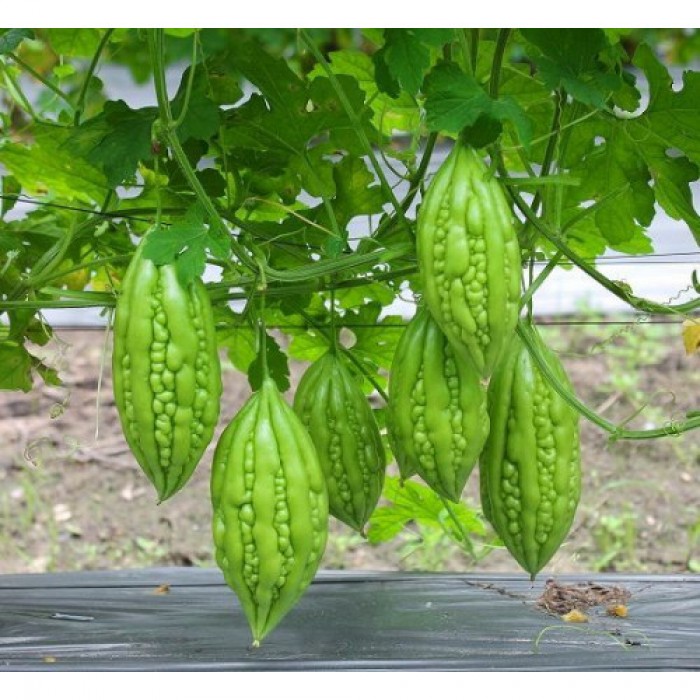 Hạt giống khổ qua mỡ ta - ( Mướp đắng mỡ )-  1 gói 10 hạt