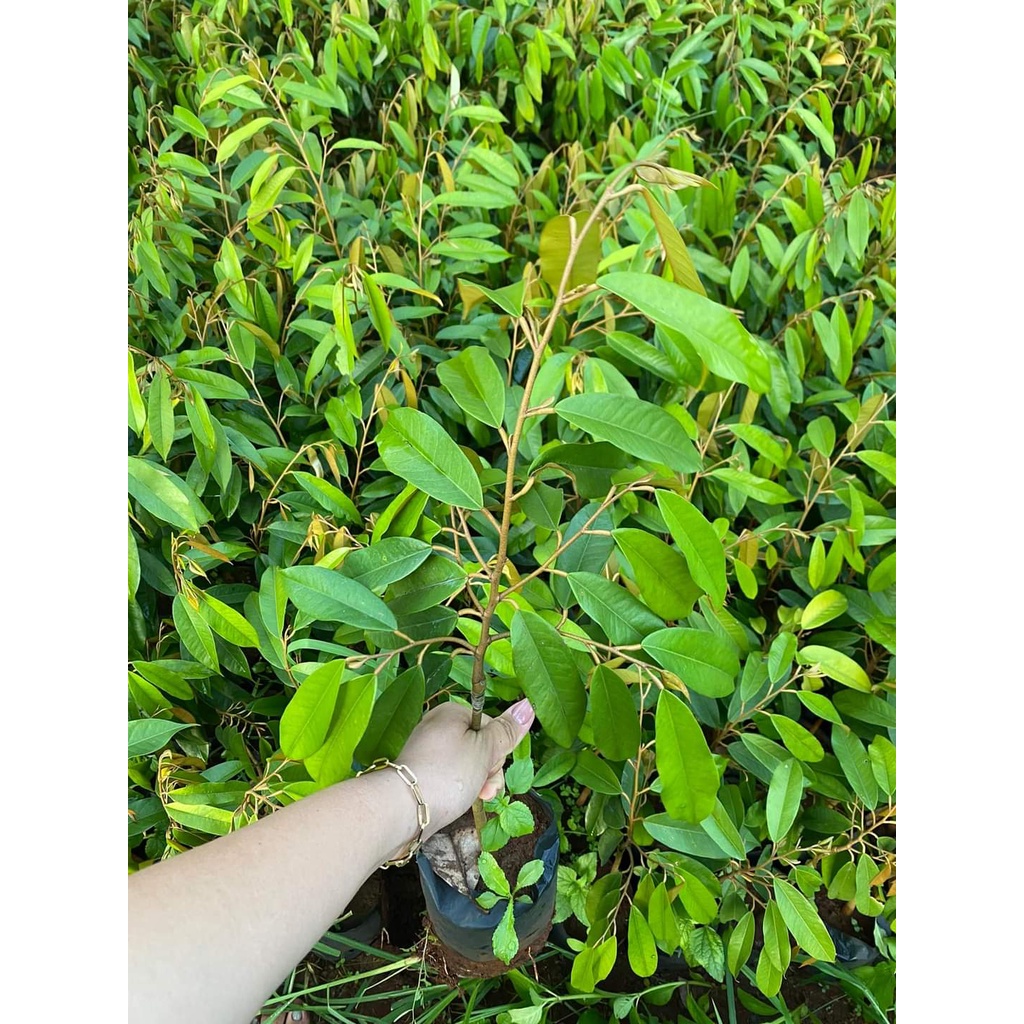 CÂY GIỐNG SẦU RIÊNG BLACK THORN (cây ghép cho trái siêu sớm )