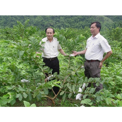 Cây Giống Ổi không hạt Phugi ( giống chuẩn) (chuyên cây giống )