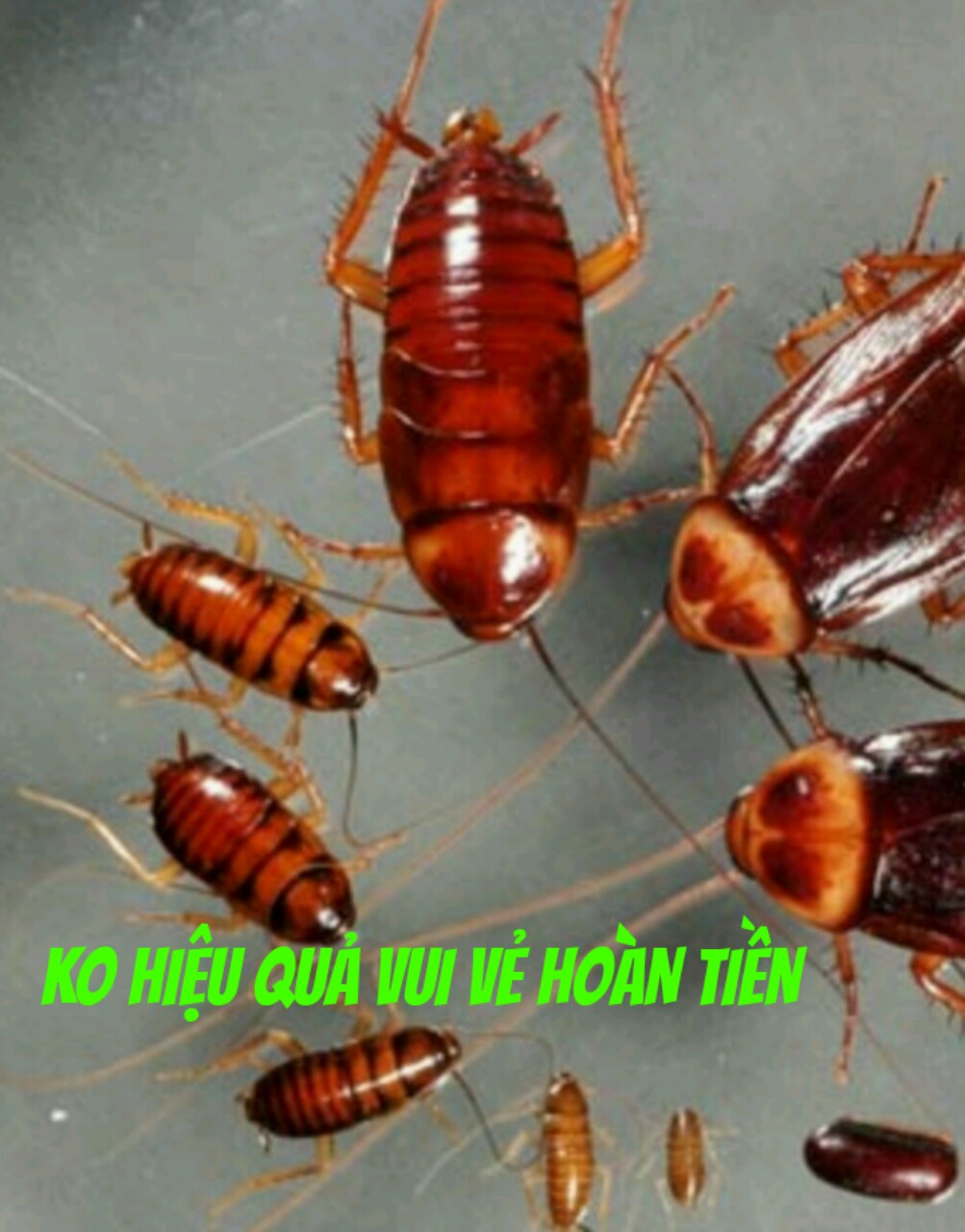 THUỐC DIỆT GIÁN (LỌ)