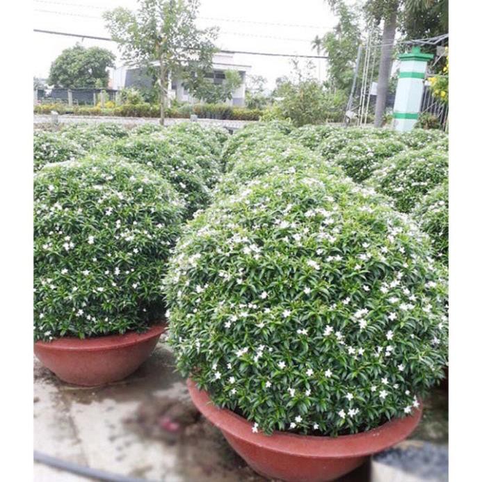 Bầu cây giống mai vạn phúc - cây đẹp giá rẻ - omens