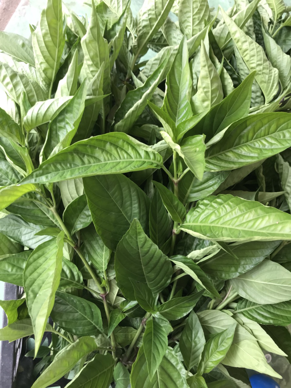 0.5kg lá cẩm tím tươi (nhánh già có thể giâm trồng)