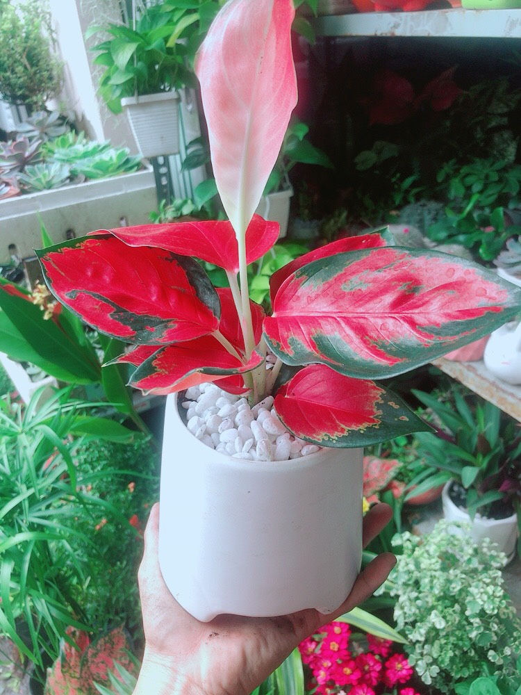 [HCM]Chậu Cây Phú Quý Đỏ