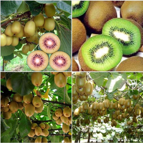 Combo 4 Gói Hạt Giống Cây Ăn Trái ( Nho Xanh + Cherry + Kiwi + Nho Leo Pháp )