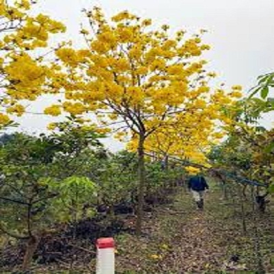BẦU CÂY PHONG LINH VÀNG GIỐNG( CHUỒNG VÀNG NÚI)