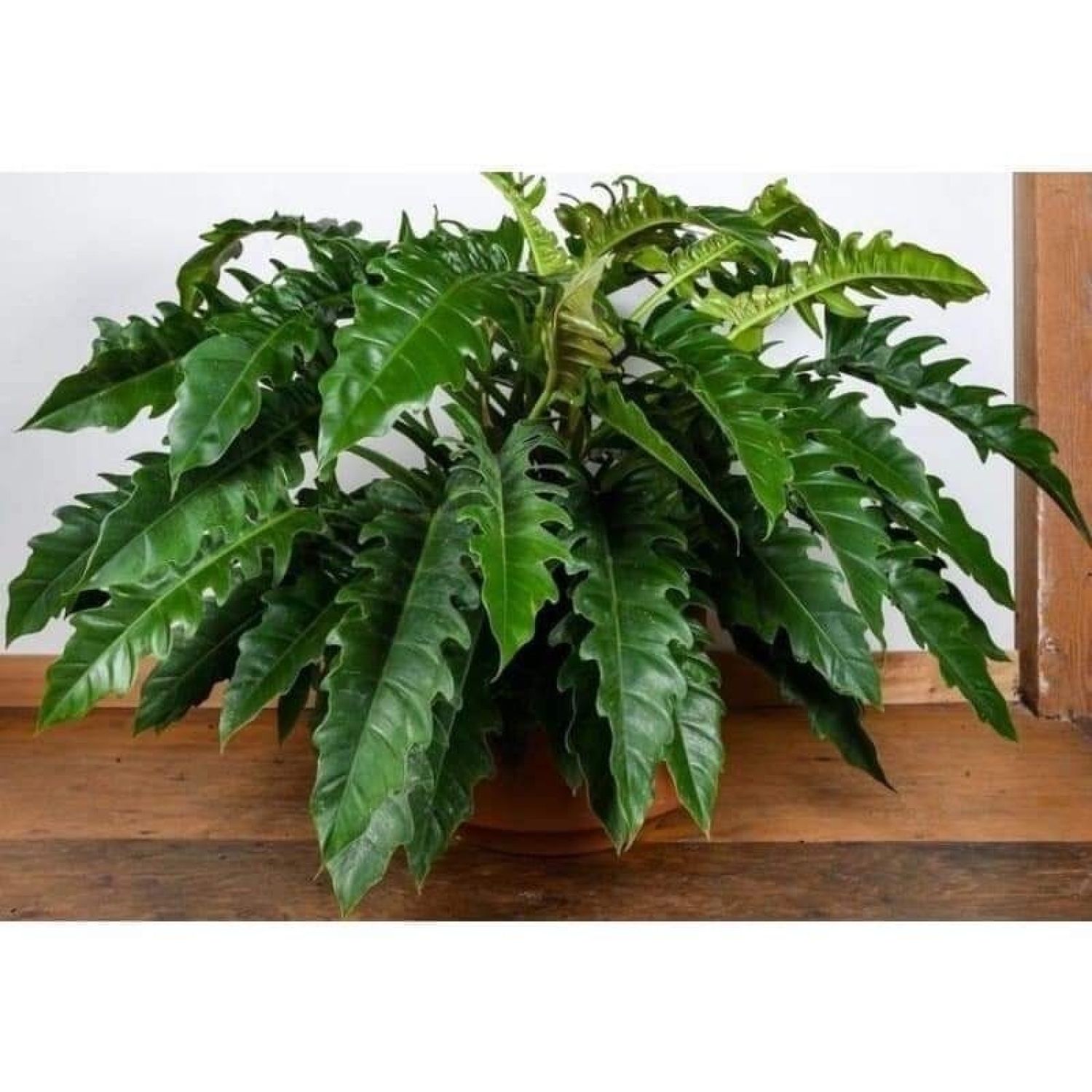 Cây philodendron ring of fire