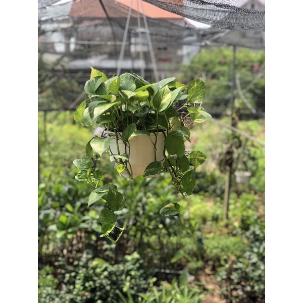 Cây vạn liên thanh đốm vàng  (ảnh thật)