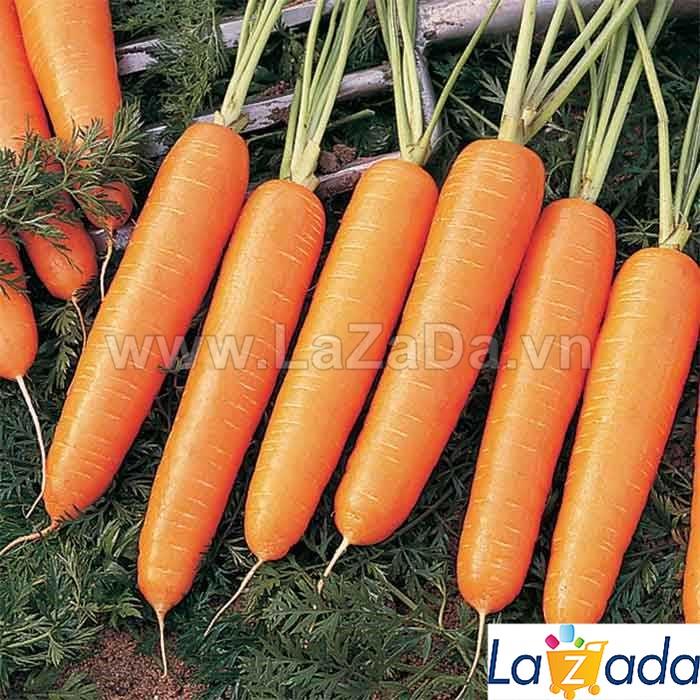 300h Hạt Giống Cà Rốt Không Lõi Nelson (A1.300B| C29*W31*M223)