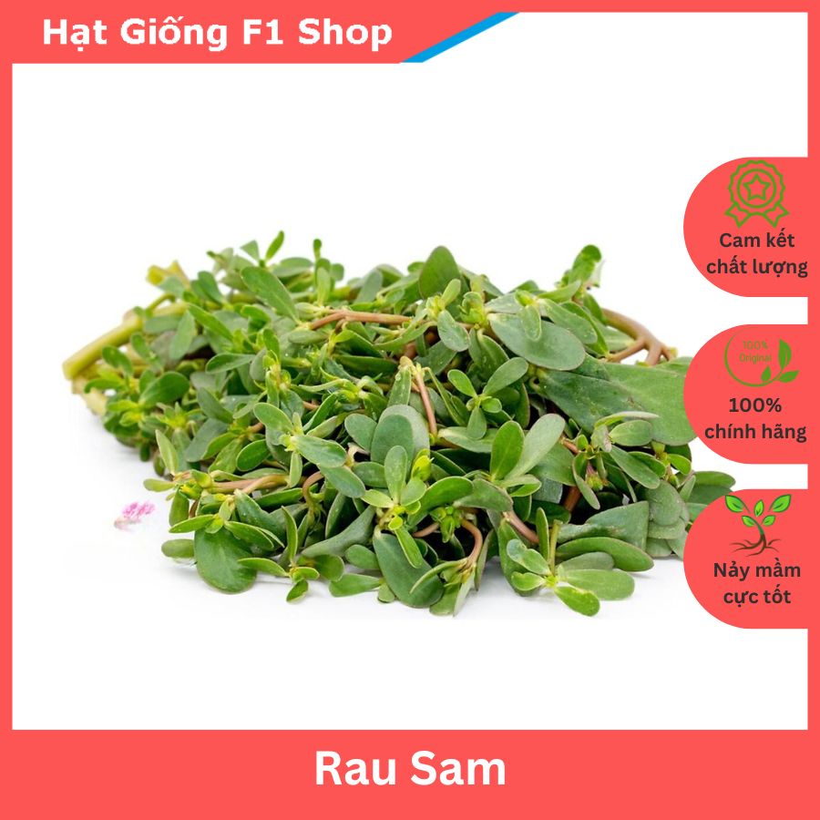 Hạt Giống Rau Sam Lá Dày