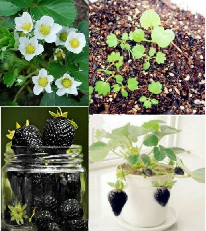 Hạt giống dâu tây đen F1 - gói 100 hạt.gói