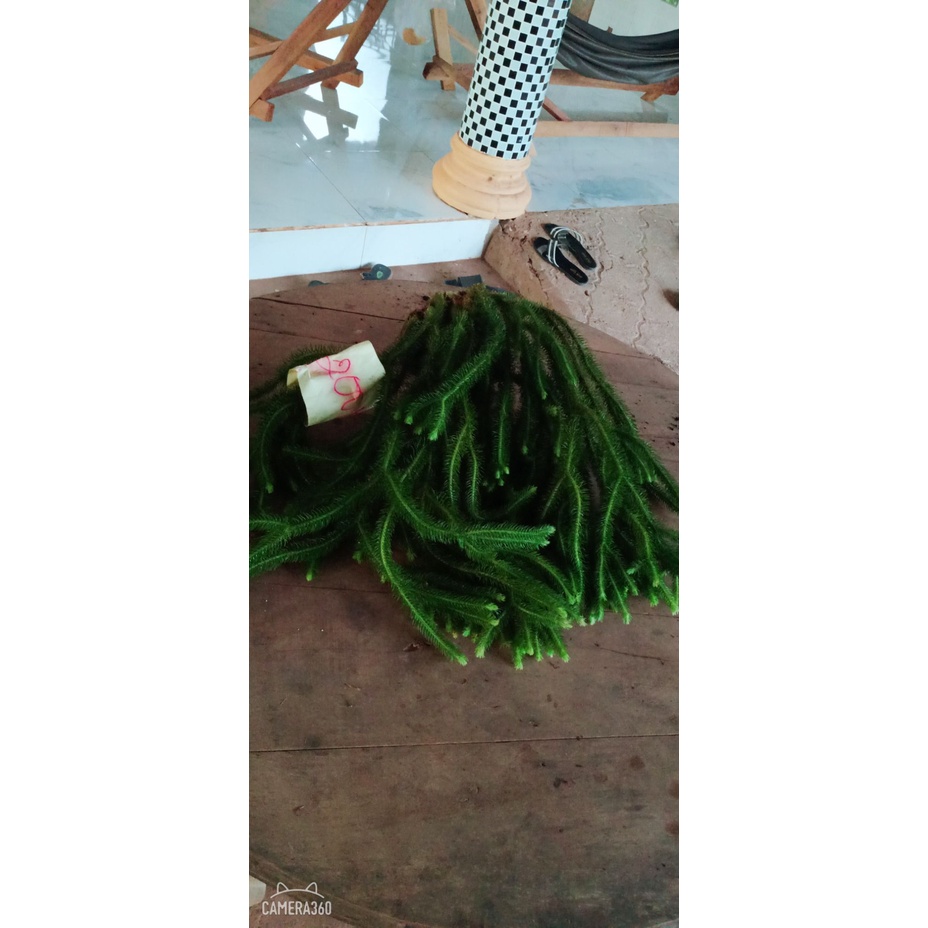 Cây Râu Rồng