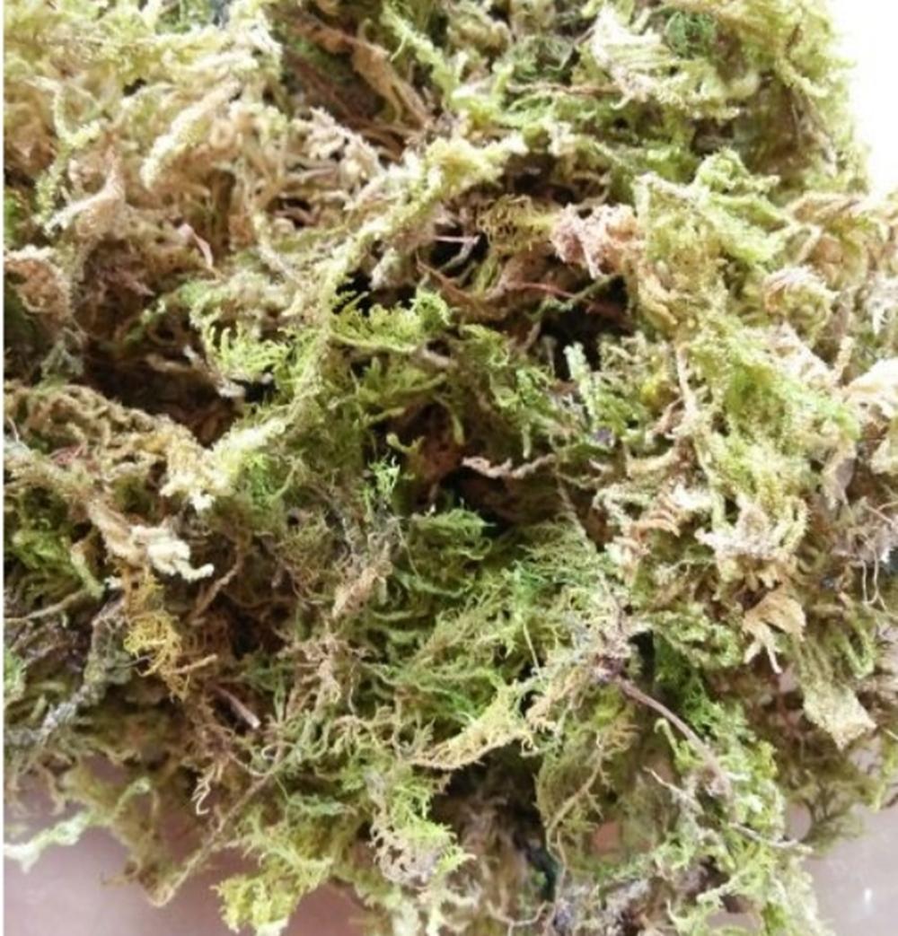 Rêu rừng ghép lan - 1 túi