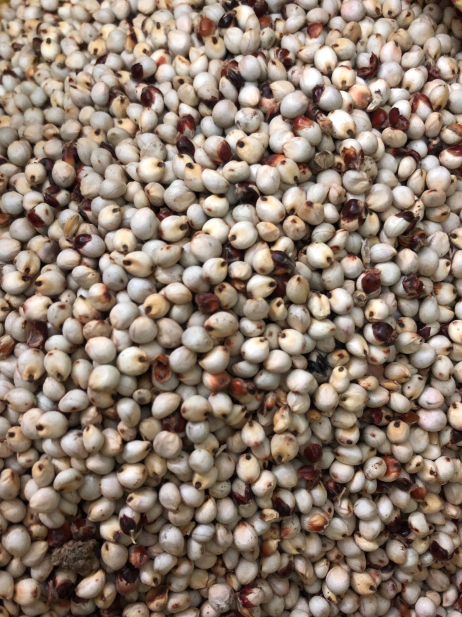 0.5KG - Bo bo trắng nguyên hạt