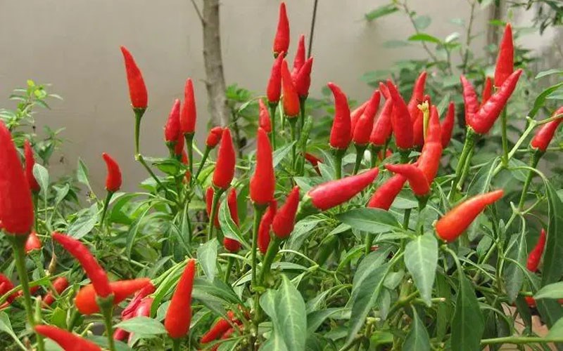Hạt Giống Ớt Chỉ Thiên Siêu Cay