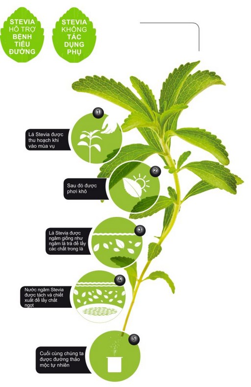 Đường ăn kiêng Stevia 350g Úc