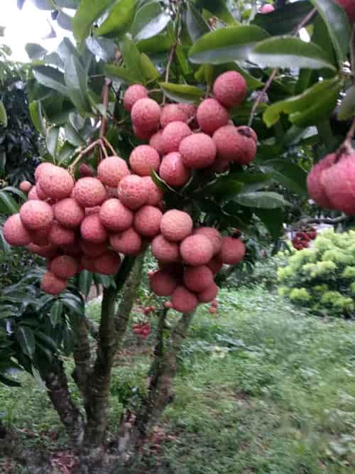 [Học Viên Nông Nghiệp I ] CÂY GIỐNG VẢI THIỀU SIÊU QUẢ