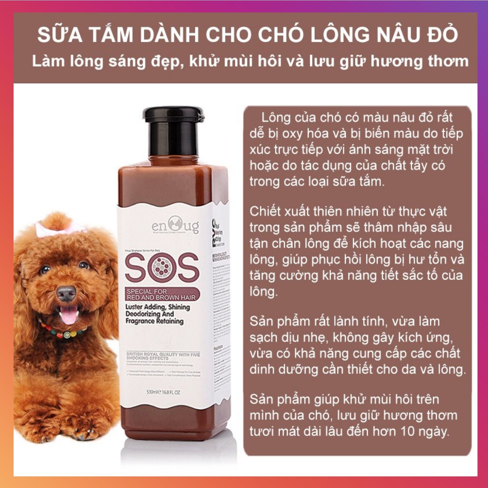 Sữa tắm cho chó poodle, sạch thơm và không làm phai màu lông của bé, sữa tắm cho chó lông nâu, dòng chuyên dành cho chó lông nâu đỏ, sữa tắm chó poodle giữ nguyên màu lông bé iu - Petlover