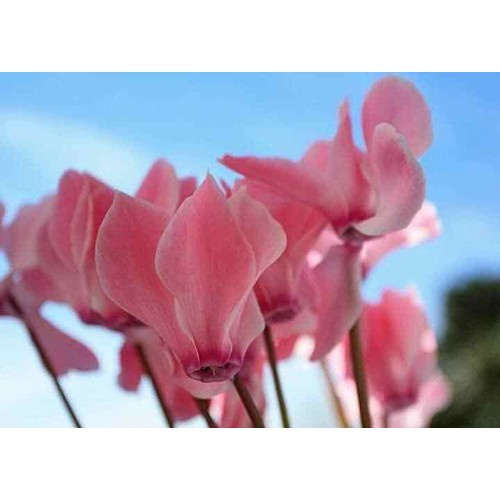 PHÂN BÓN LÁ TRIMIX-DT SIÊU RA RỄ 120g