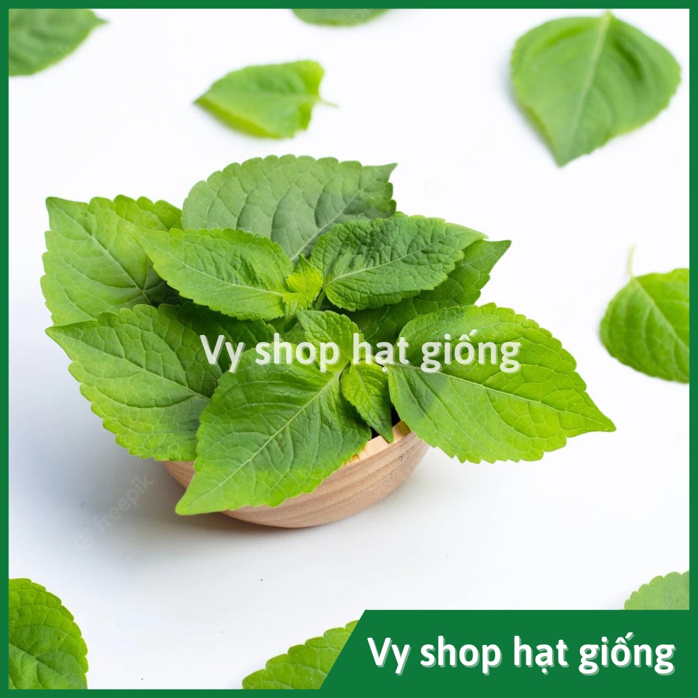 Hạt giống húng quế tây (tree basil) Thái Lan gói 30 hạt