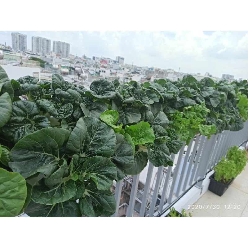 DINH DƯỠNG THỦY CANH
