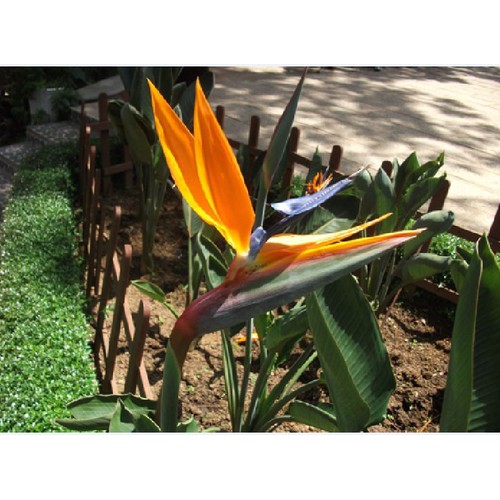Hat giống hoa chuối mỏ két - 1 gói 5 hạt
