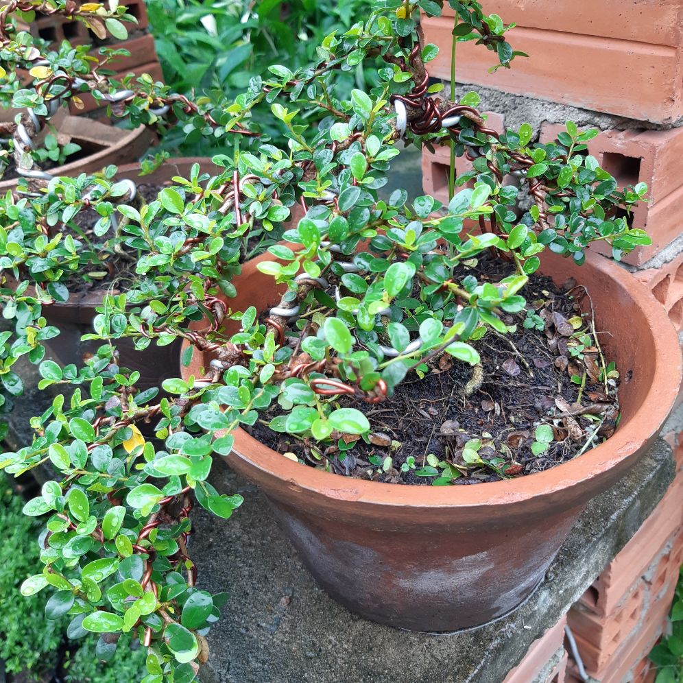 cây sam trái (sam núi) bonsai già