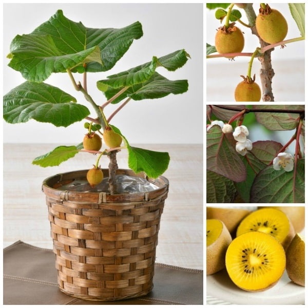Cây giống Kiwi lùn