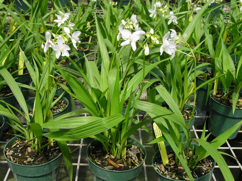 CHẬU HOA ĐỊA LAN CHU ĐỈNH TRẮNG