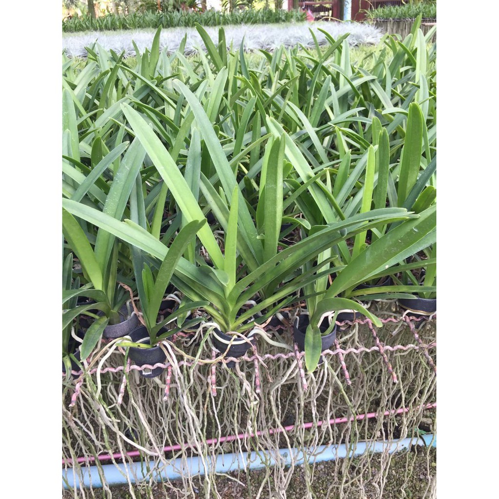 COMBO 5 CÂY GIỐNG LAN VANDA ĐỦ MÀU, HÀNG NHẬP THÁI LAN