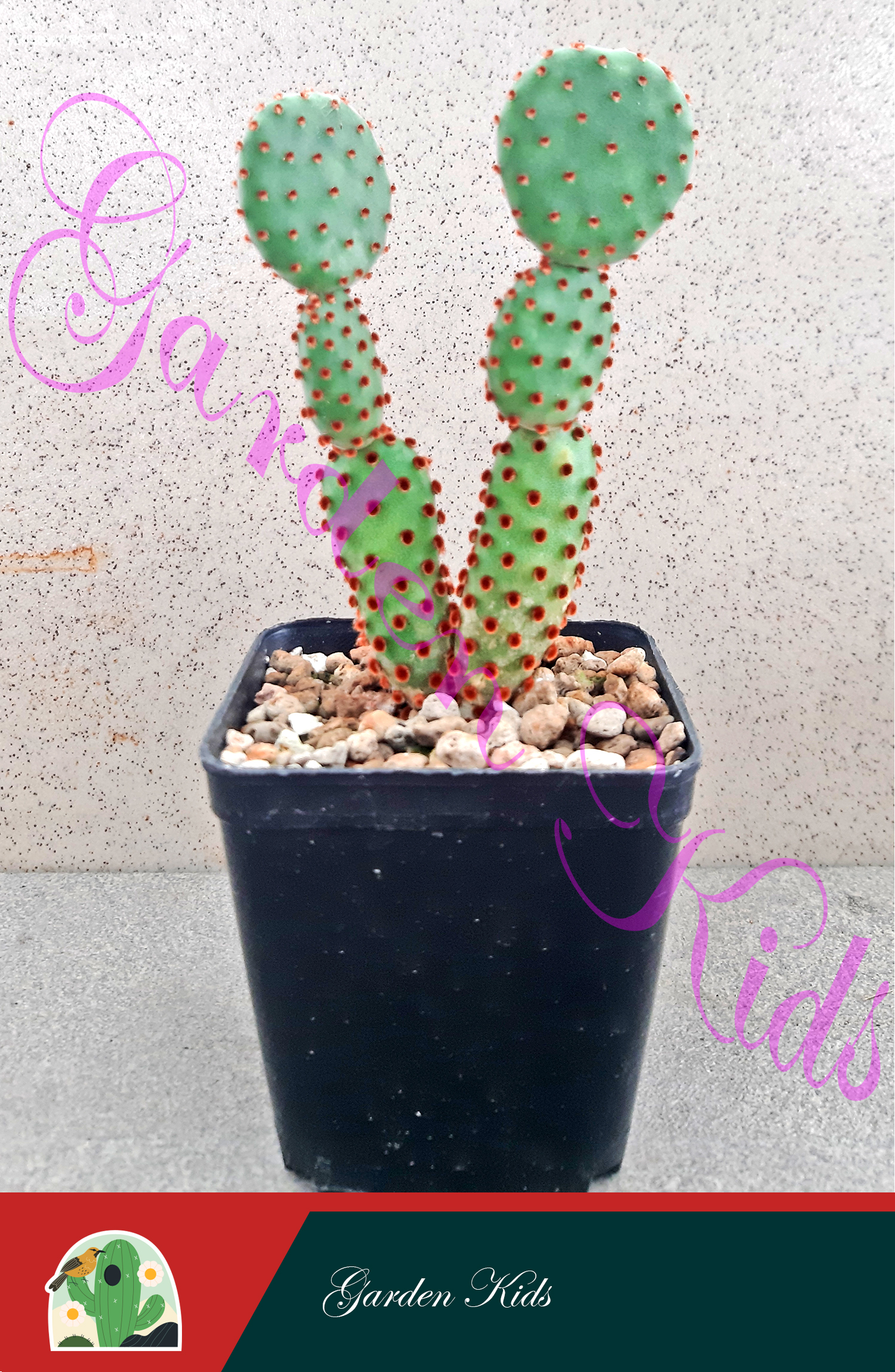 Xương rồng tai thỏ (Opuntia Aciculata)
