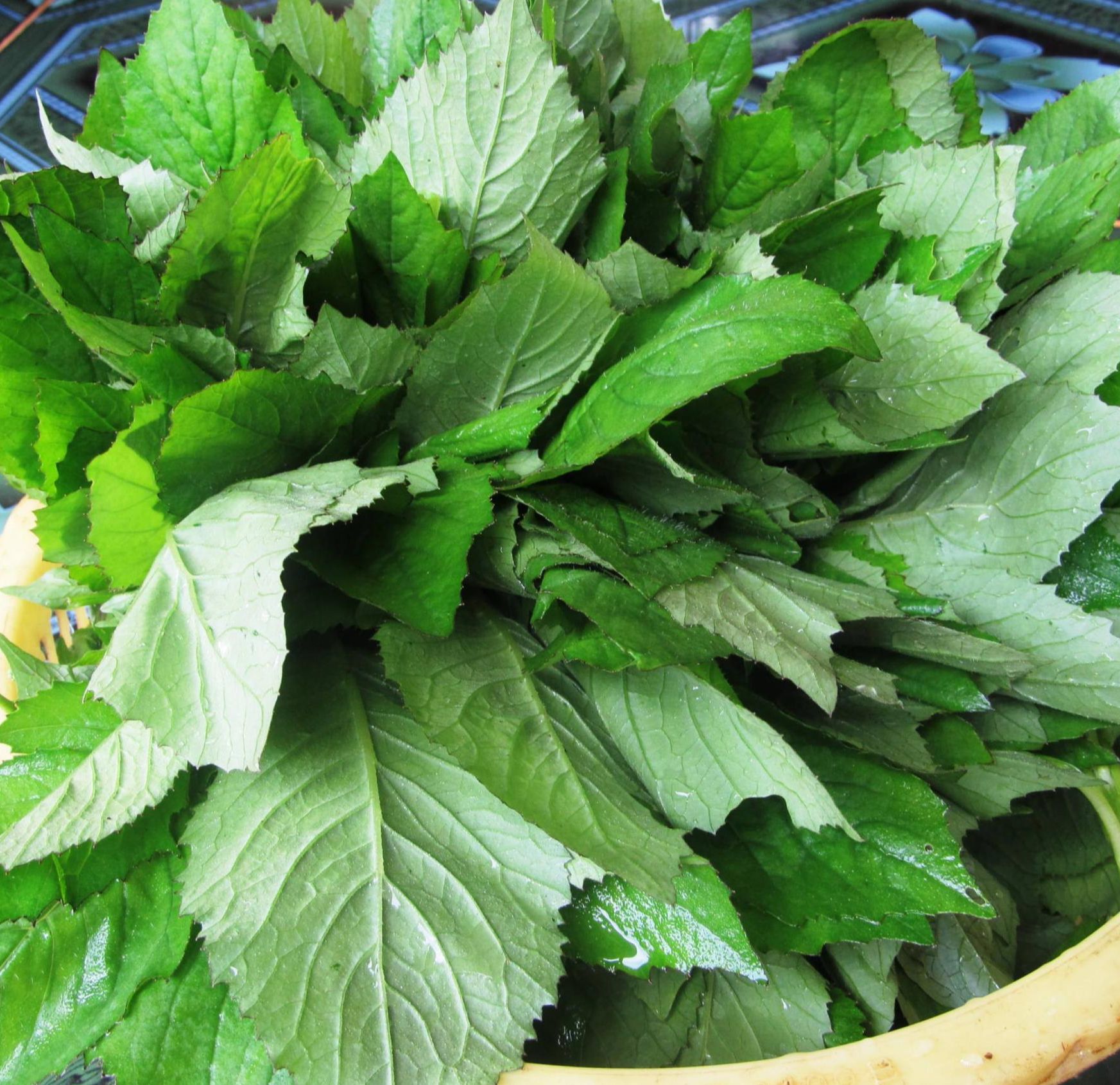Hạt giống rau cải trời (cải hoang) - gói 100 hạt