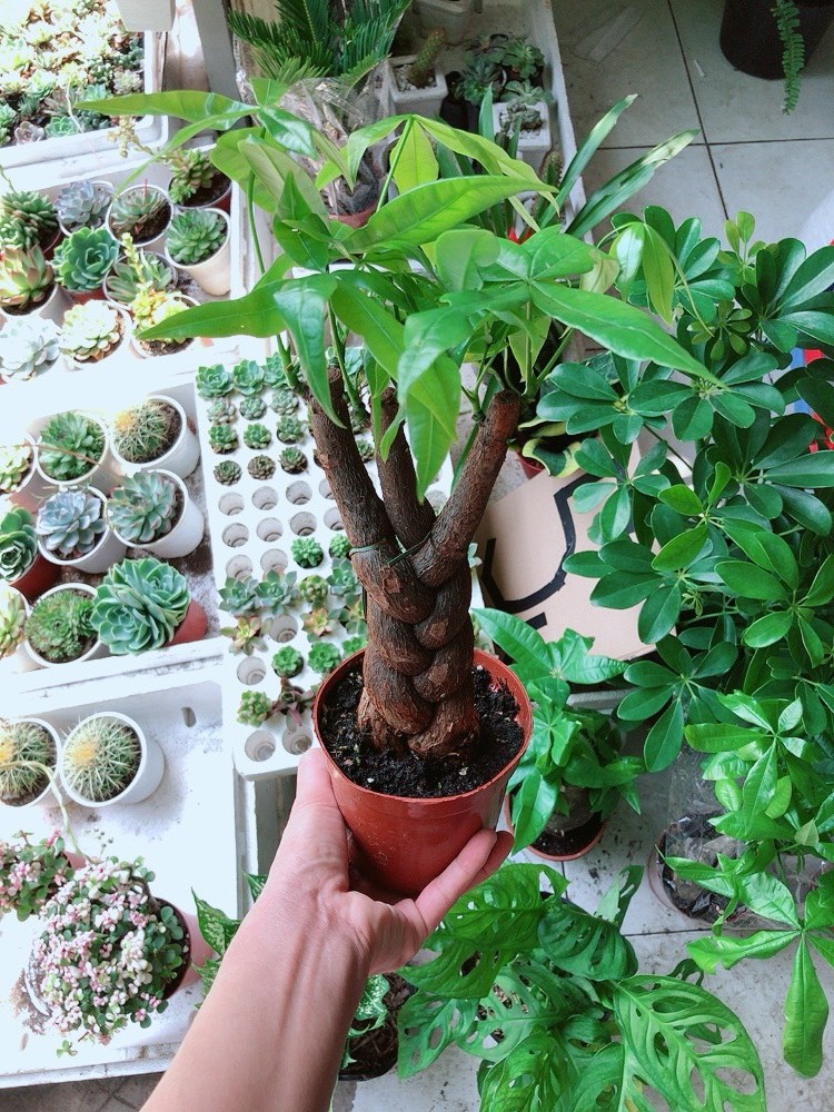 Cây Kim Ngân Bím 3 Thân (Cây Kim Ngân Tết Tóc 3 Thân)