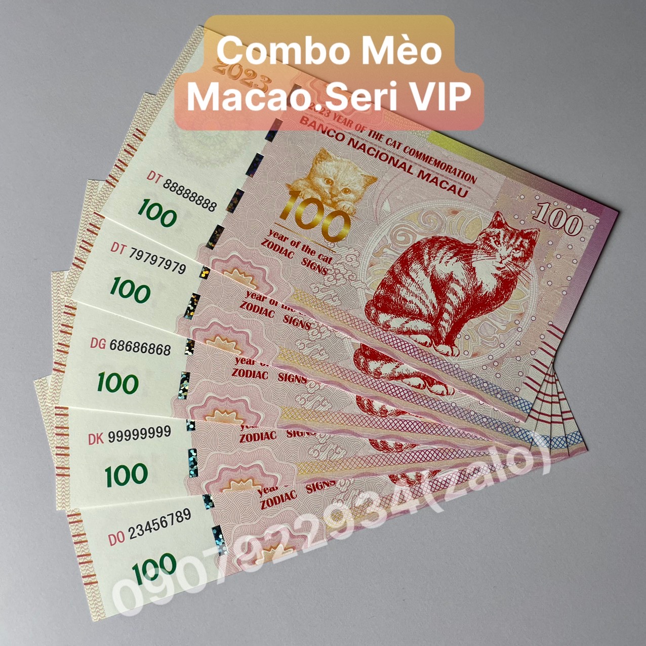[Mẫu Tết Đoàn Viên, Seri VIP] Combo Mèo Macao lì xì tết Quý Mão 2023