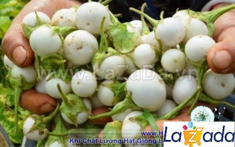BỘ 5GÓI 0.5Gr Hạt Giống Cà Pháo Cao Sản (B1.102| C28*X44)