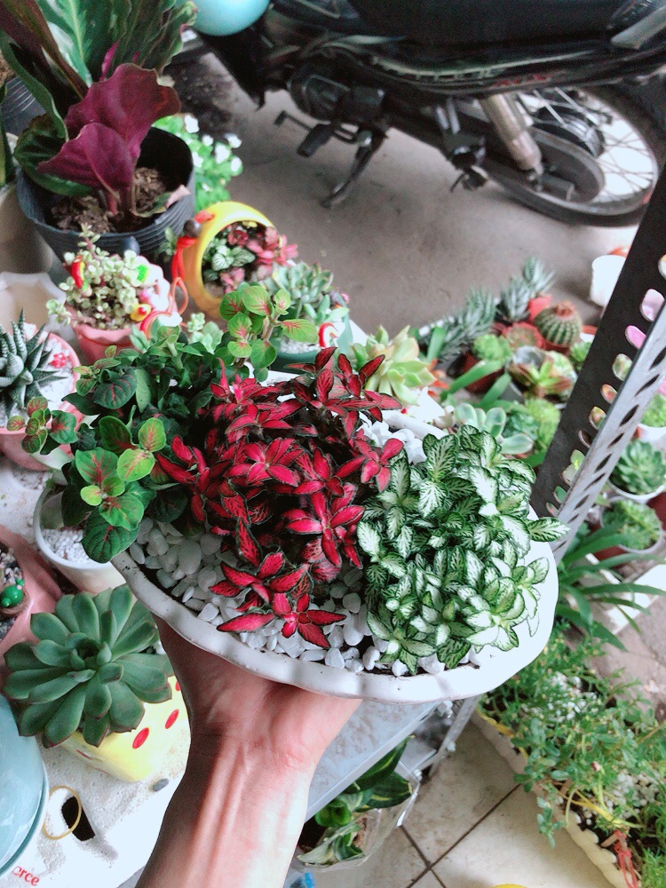 Chậu cây cẩm nhung (cây may mắn)