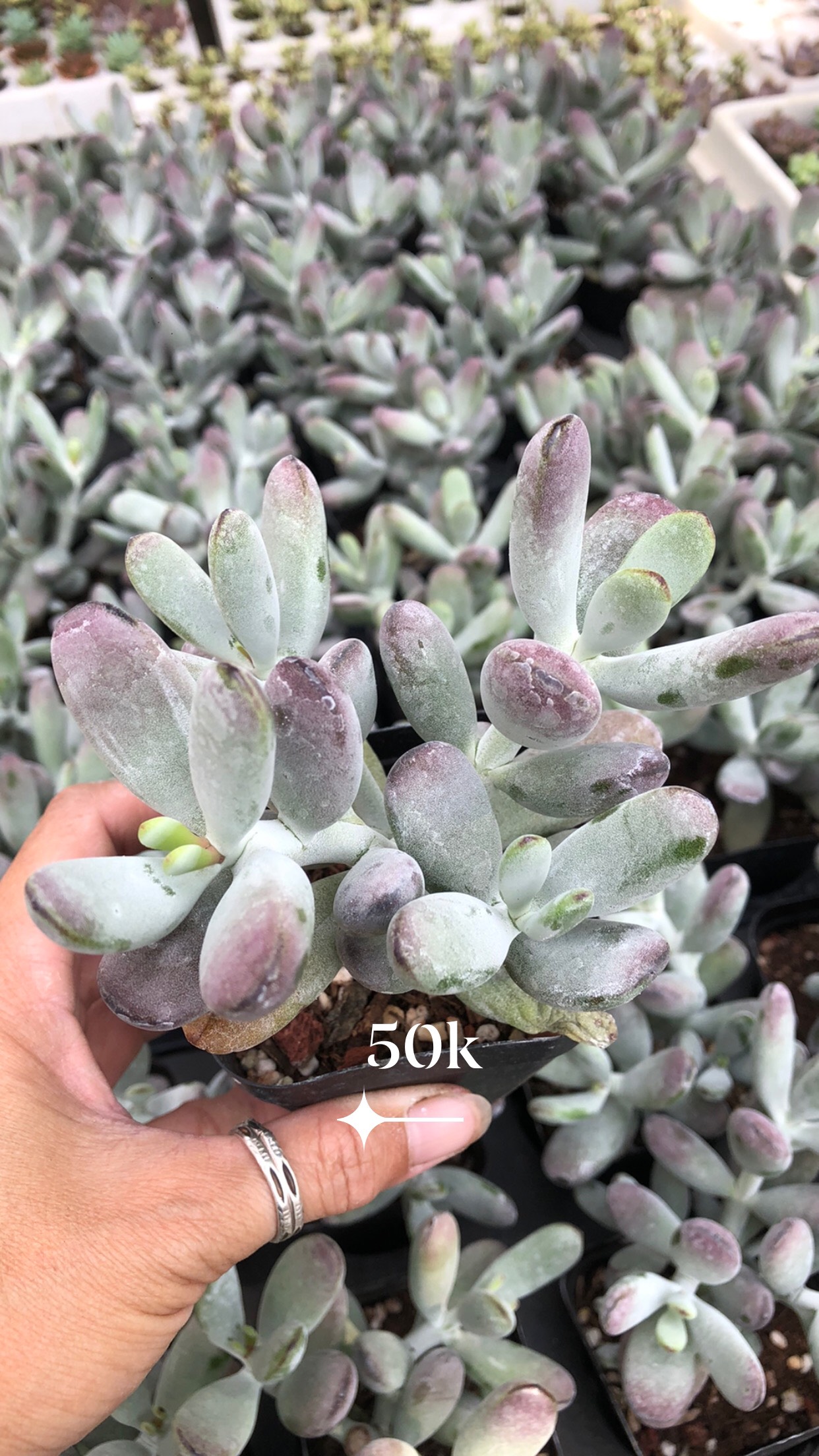 Sen đá Sỏi Nhung Tím