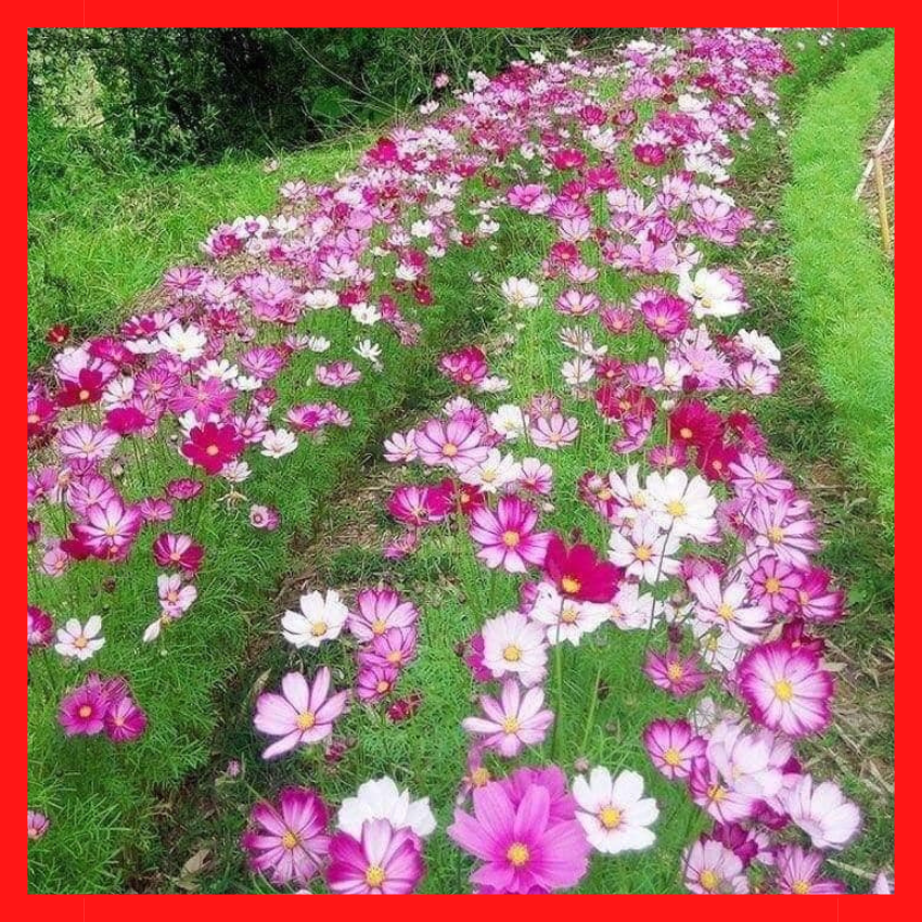 [ FREE SHIP 1kg] Hạt Giống Hoa Sao Nhái Mix Đủ Màu