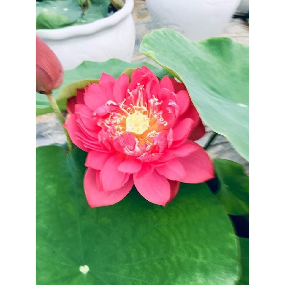 Củ sen đỏ huyết - Ra hoa sau 4 tháng - [THẾ GIỚI HOA CÂY CẢNH] -