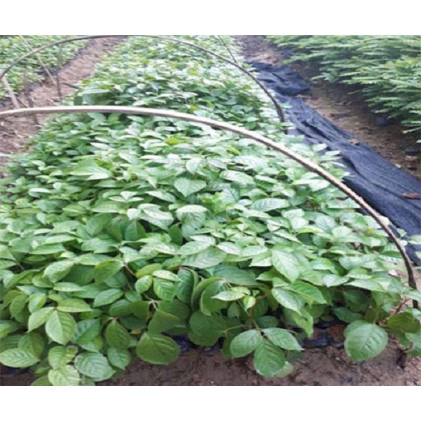Cây Nhội Giống To Khỏe - 2cây a5