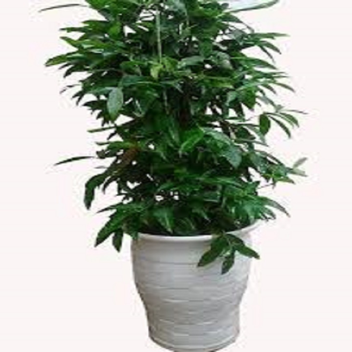 CHẬU CÂY TRÚC NHẬT lá đốm size to