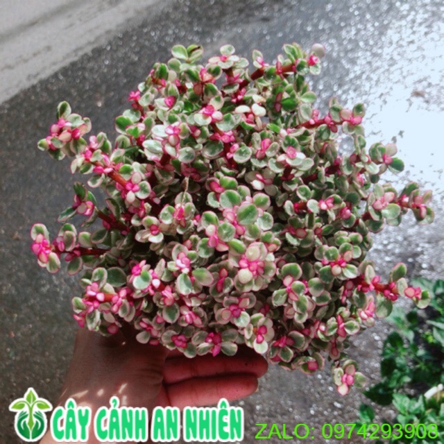 Cây Cành Vàng Lá Ngọc size Lớn